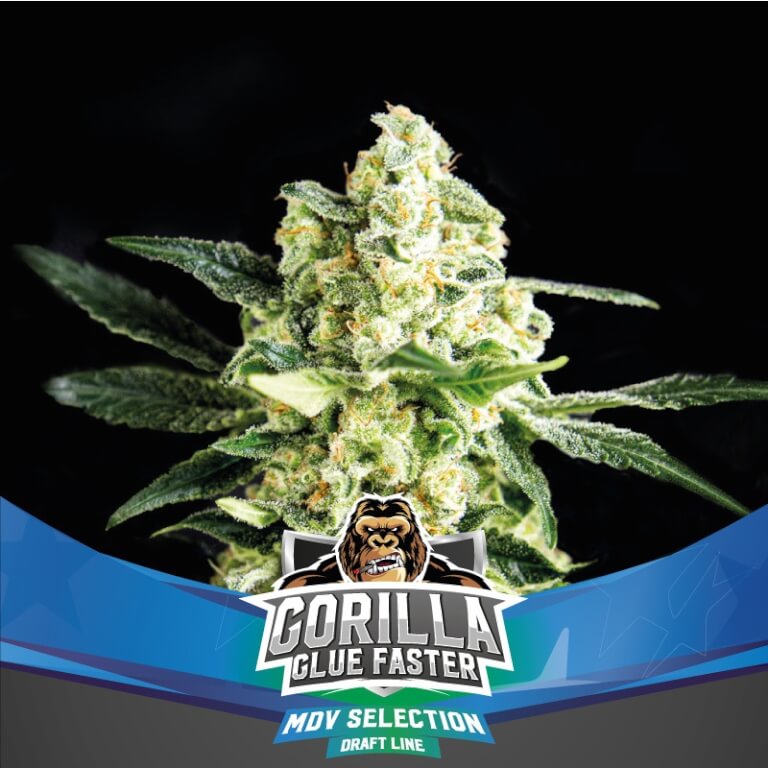 BSF Sticker Pack - GORILLA GLUE FASTER FF (4)