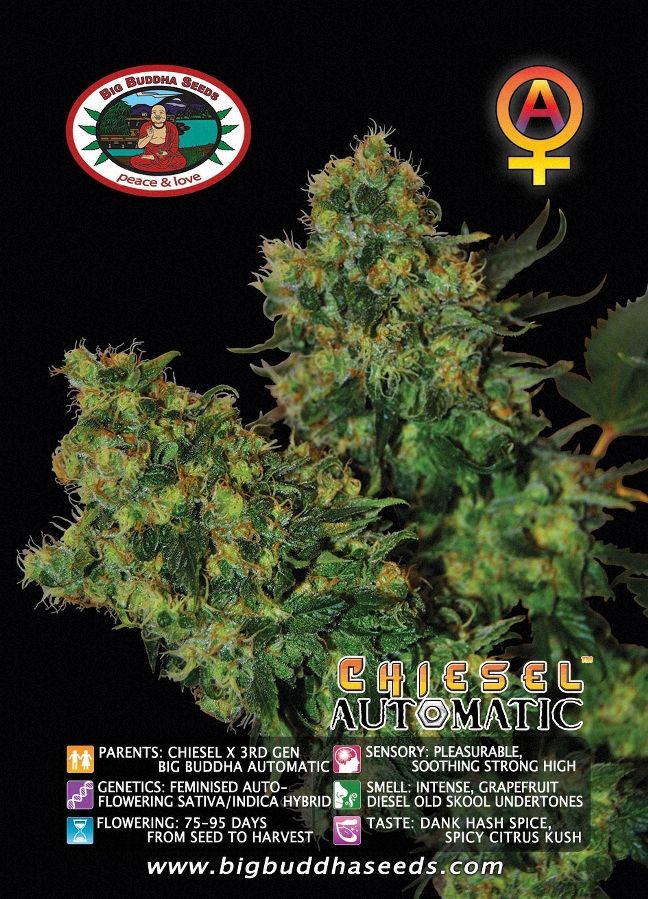 Big Buddha Seeds Sticker Pack - CHIESEL AUTO (5)