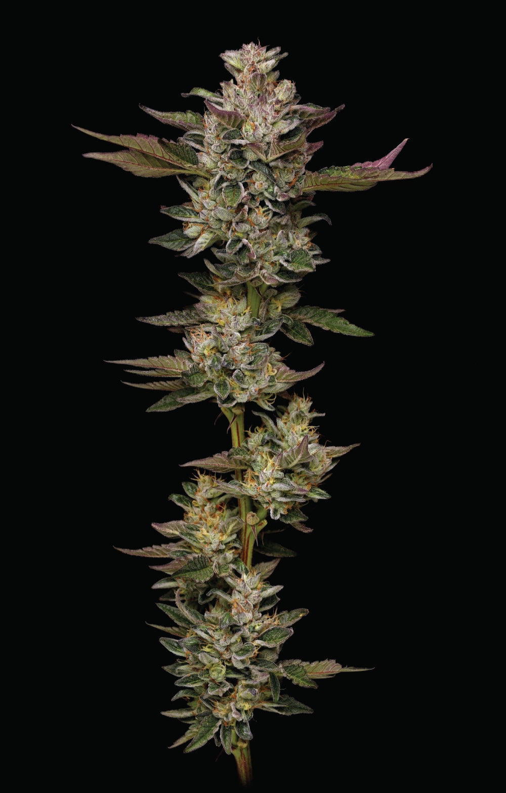 Humboldt Seed Company Sticker Pack - DONUTZ (3)