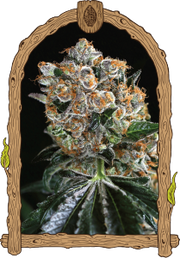 Exotic Sticker Pack - MALASAÑA COOKIES (5)