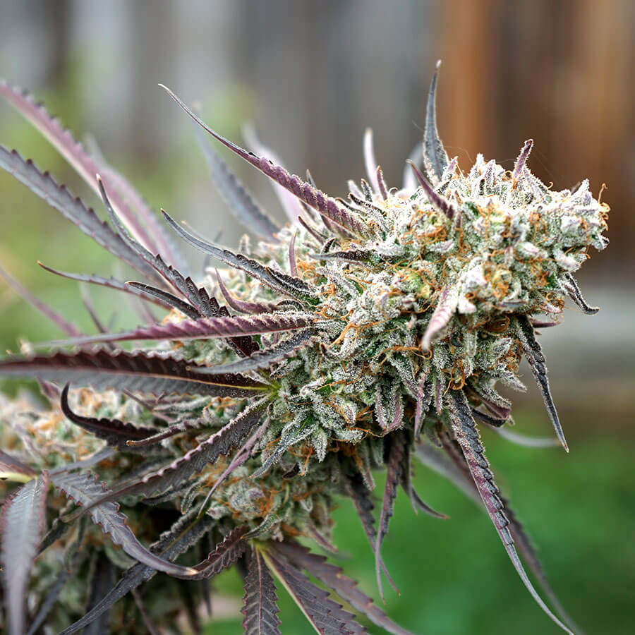 Humboldt Sticker Pack - ICE CREAM CAKE FAST FLOWERING (3)