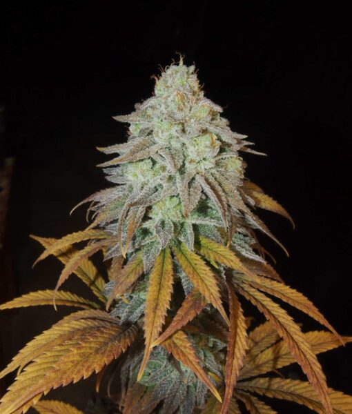 Grateful Sticker Pack - RM CONFIDENTIAL (3)