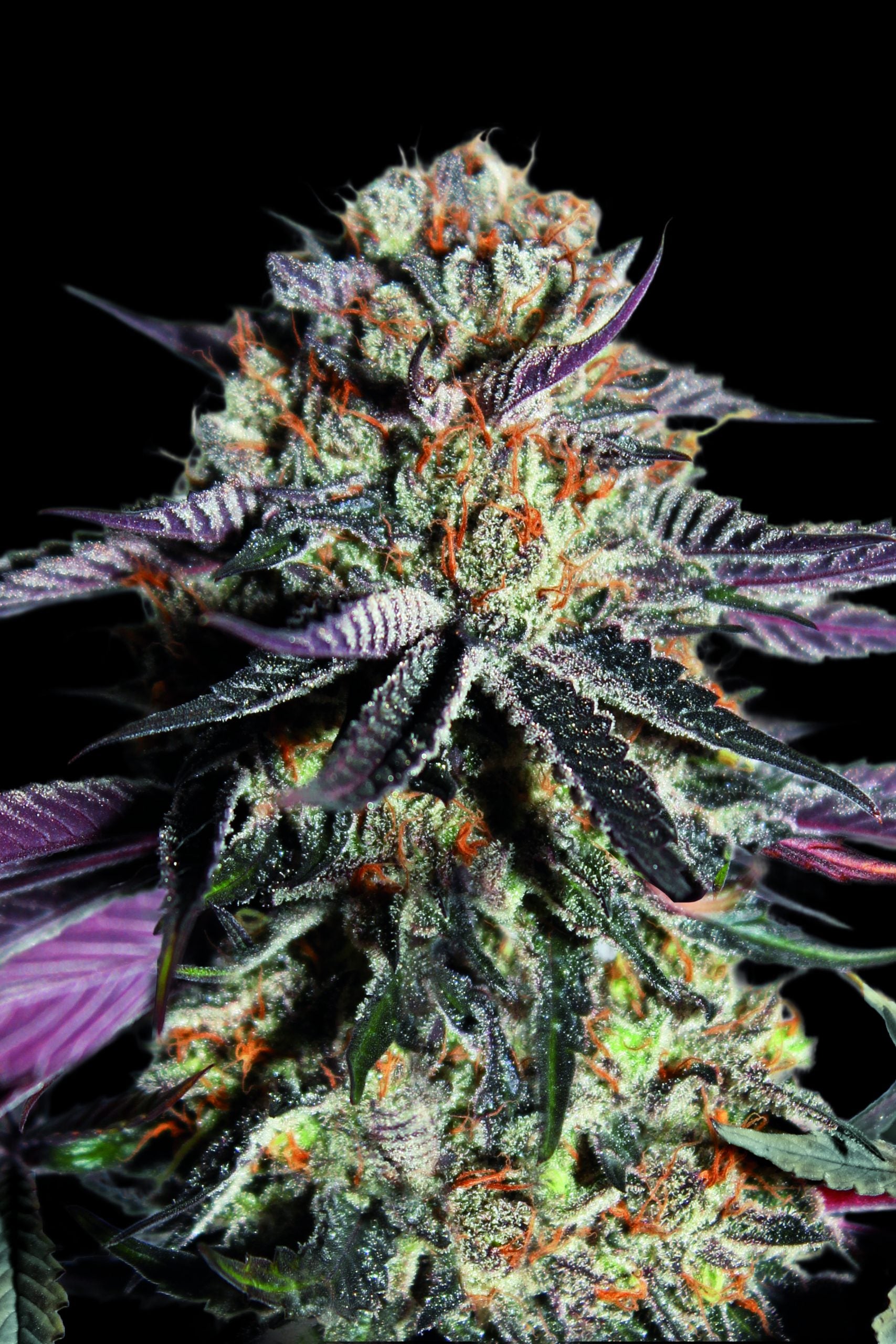 Advanced Sticker Pack - ZEREALZ MILK (1)