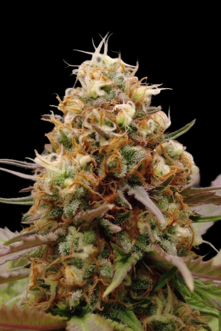 Advanced Sticker Pack - CARAMERMA (5)