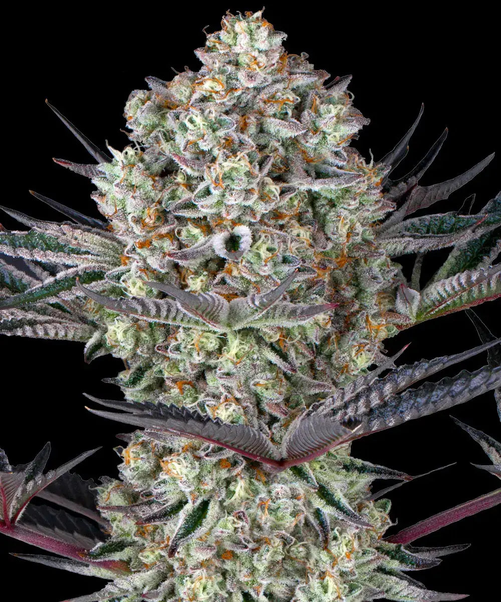 Barney's Farm Sticker Pack - DOS SI DOS 33 (3)