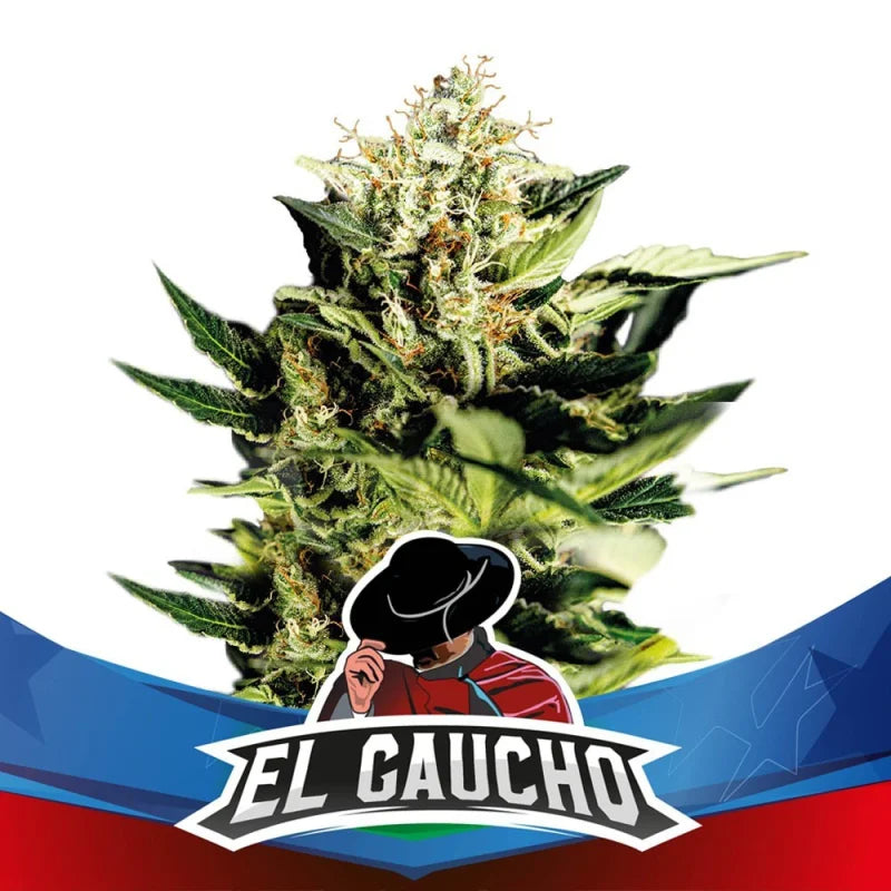BSF Sticker Pack - EL GAUCHO FAST VERSION (4)