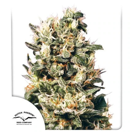 Dutch Passion Sticker Pack - EUFORIA (5)