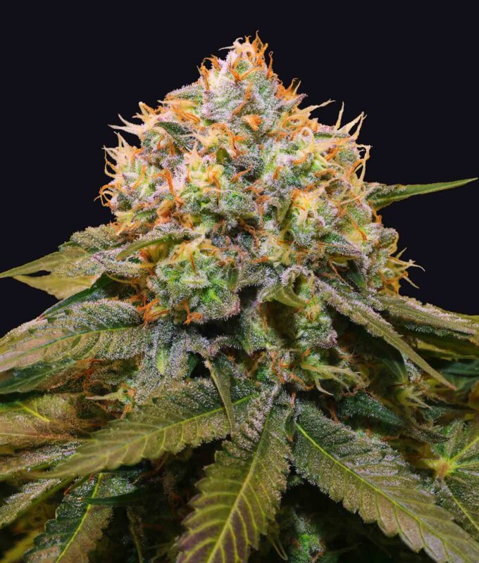 Grateful Sticker Pack - FRESH CANTALOUPE (3)