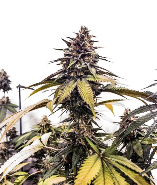 Grateful Sticker Pack - RUNTZBERT (3)