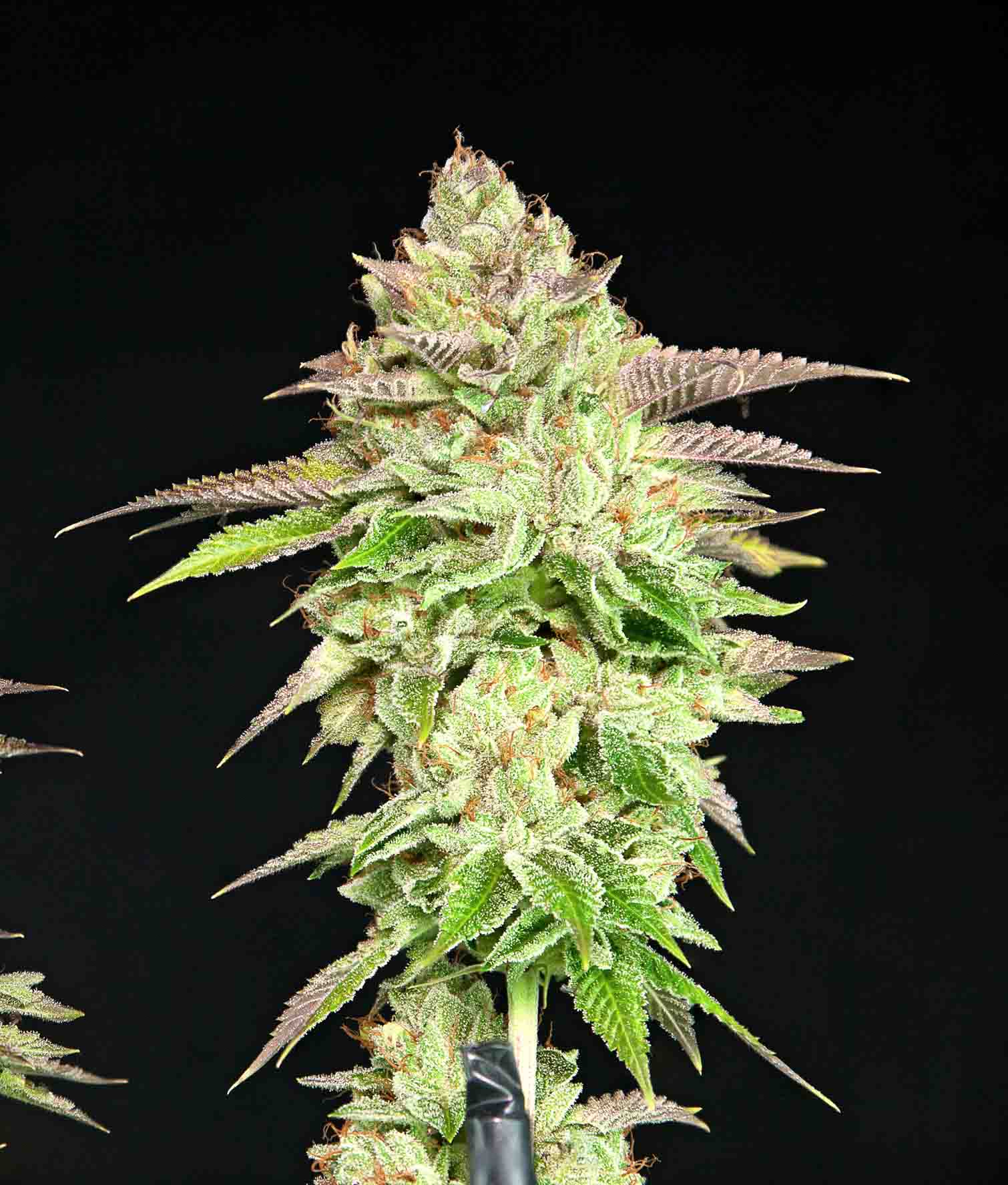 Grateful Sticker Pack - MELON MADNESS (3)