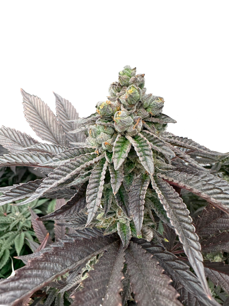 Grateful Sticker Pack - HONEY PAM (3)