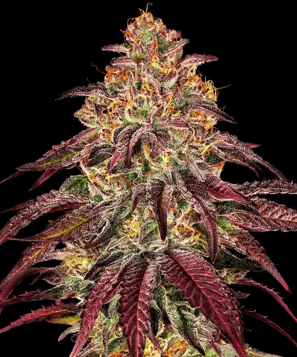 Barney's Farm Sticker Pack - MIMOSA X ORANGE PUNCH AUTO (3)