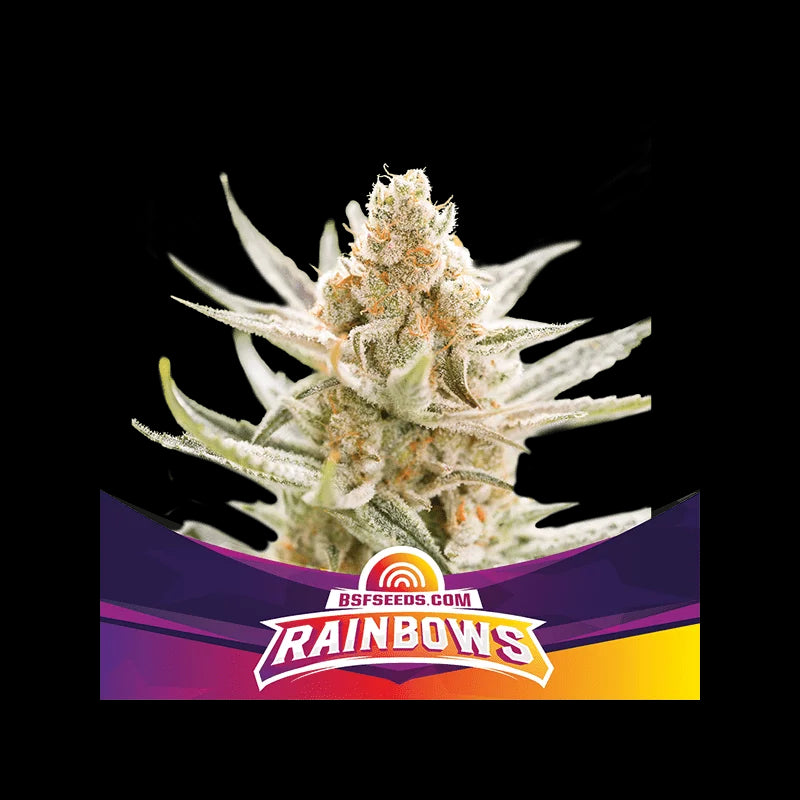 BSF Sticker Pack - RAINBOWS (4)