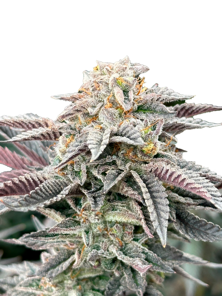 Grateful Sticker Pack - SOUR BURGER (3)