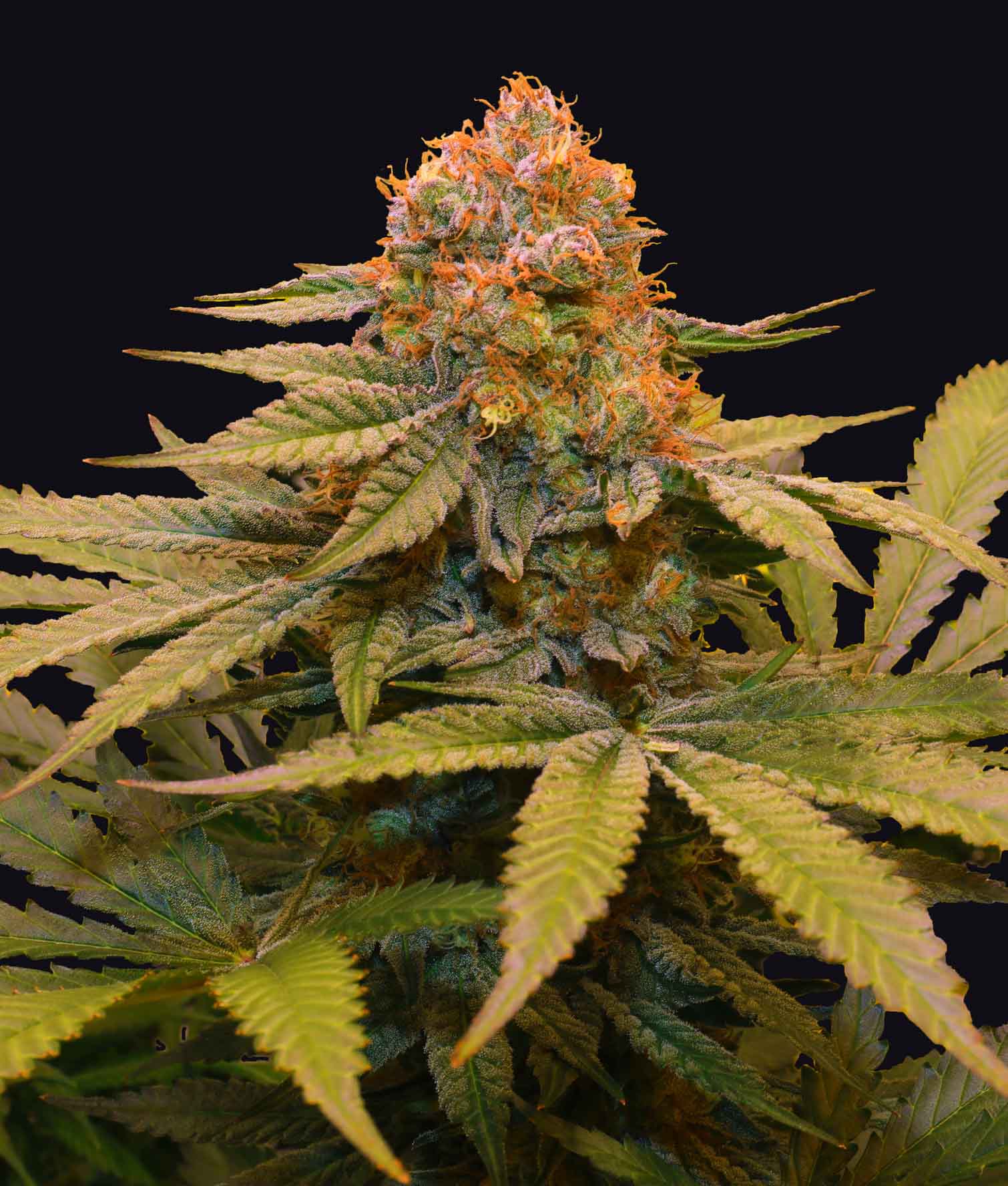 Grateful Sticker Pack - STAR FRUIT (3)