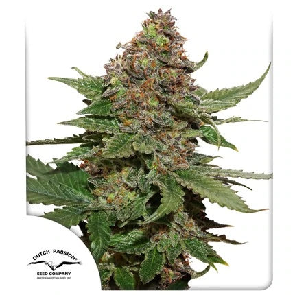 Dutch Passion Sticker Pack - STRAWBERRY COUGH (3)