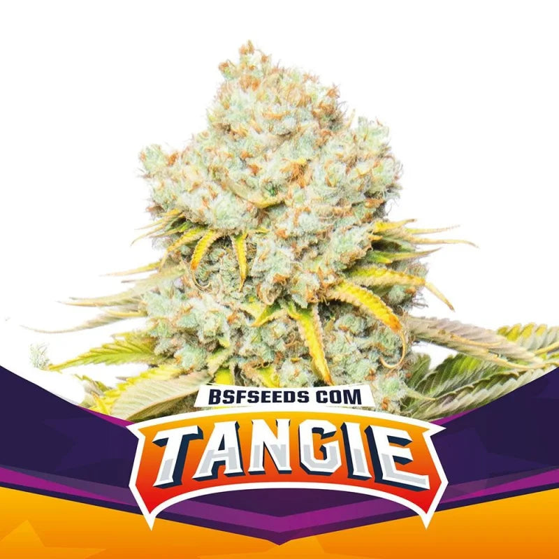 BSF Sticker Pack - TANGIE (4)