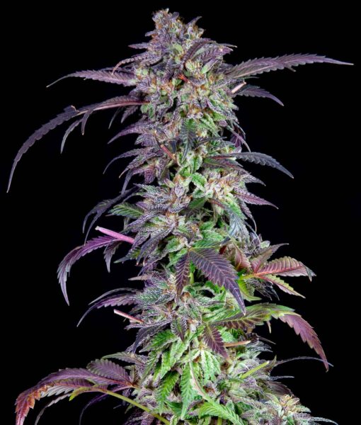 Grateful Sticker Pack - ORANGINA (3)