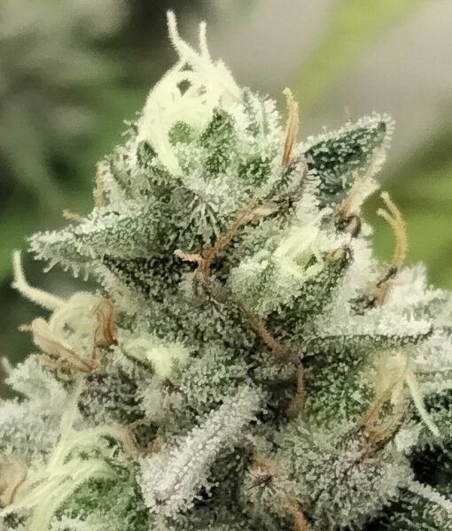 Grateful Sticker Pack - BLOWRANGE (3)