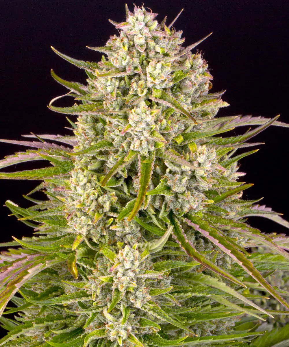 Barney's Farm Sticker Pack - WEDDING CAKE AUTO (3)