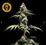 World Breeders Sticker Pack - CLEMENTINE SLUSH (5)