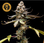 World Breeders Sticker Pack - PINK TRUFFLE (5)