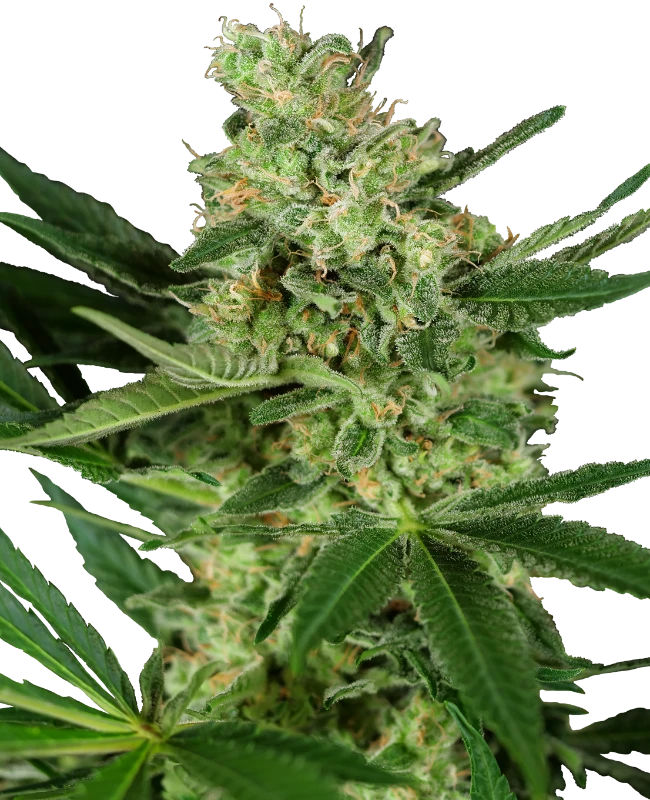 Sensi Research Sticker Pack - PUMPKIN SPICE (3)