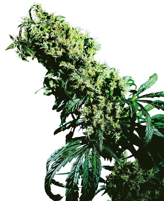 Sensi Sticker Pack - NORTHERN LIGHTS #5 X HAZE (10)