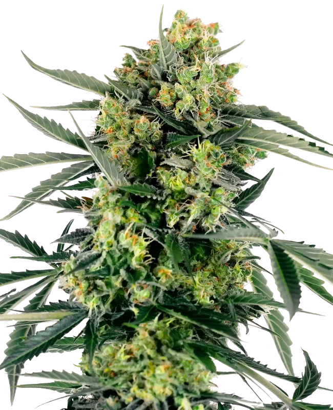 Sensi Research Sticker Pack - BLUEBERRY SKITTLEZ AUTO (3)
