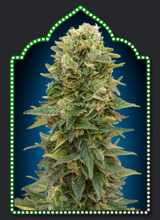 00 Seeds Sticker Pack - AUTO AFGHAN MASS (3)