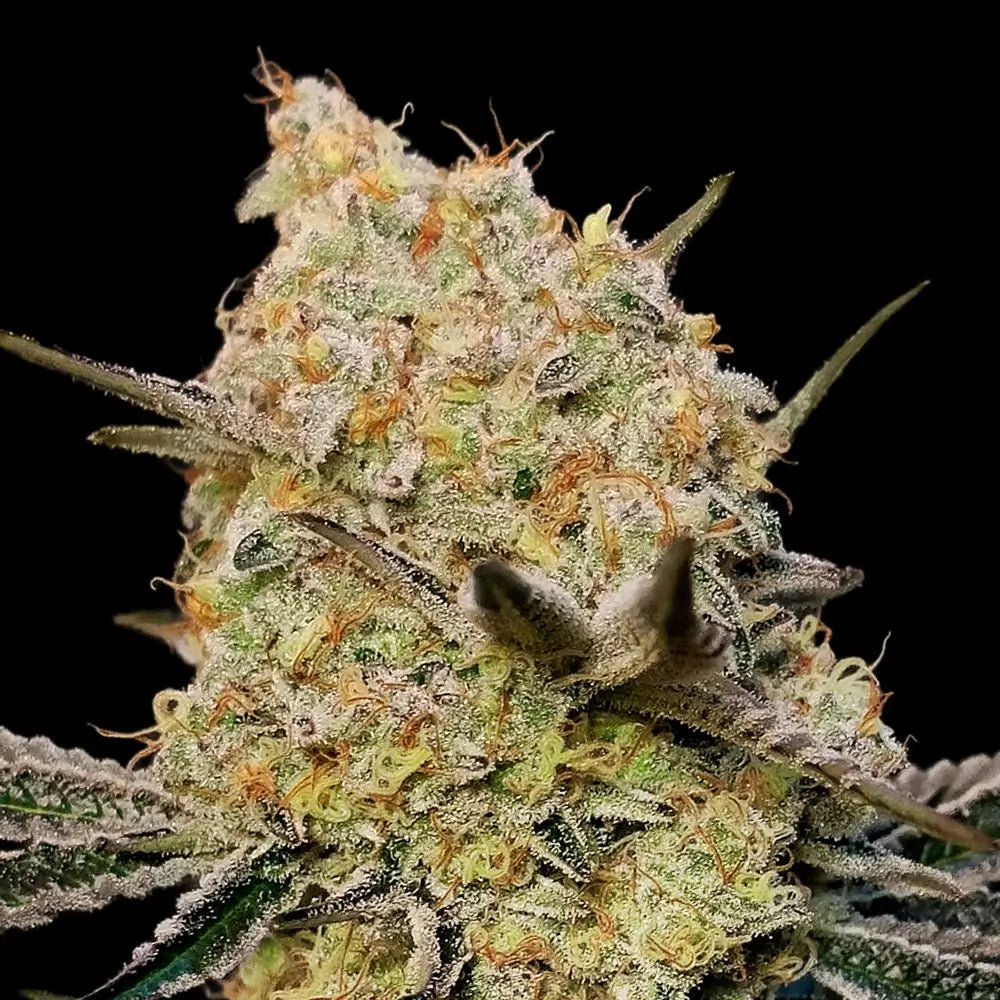 00 Seeds Sticker Pack - AUTO GELATO MINT (3)