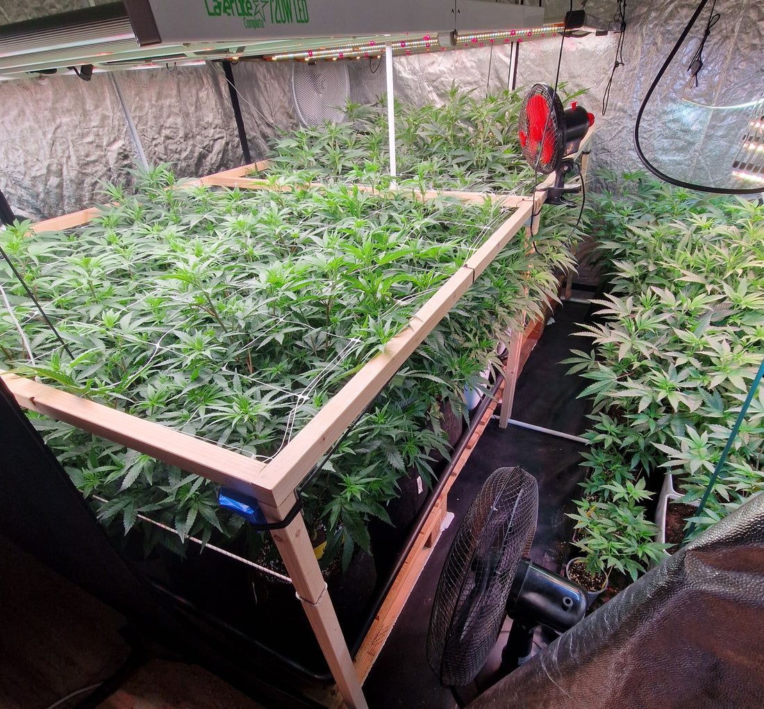 Growroom Showroom Symbolbild