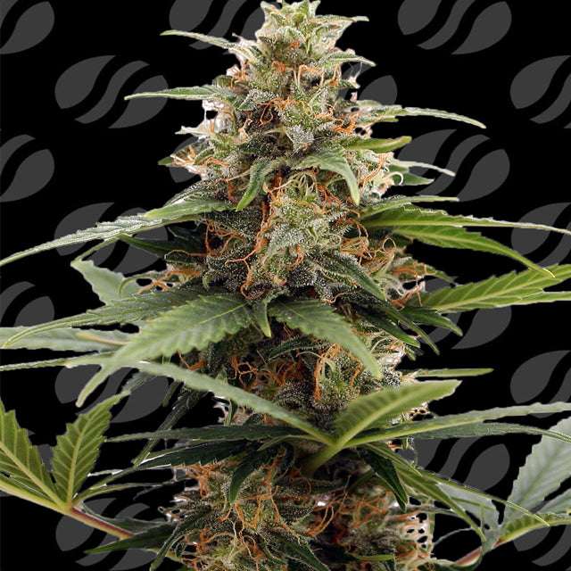 Original Sensible Sticker Pack - ORANGE OOZE (5)