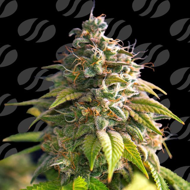 Original Sensible Sticker Pack - CITRUS SLURP (5)