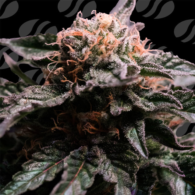 Original Sensible Sticker Pack - BANANA FUMES (5)
