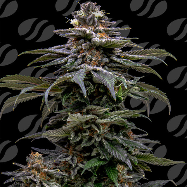 Original Sensible Sticker Pack - PURPLE OVERLOAD (5)