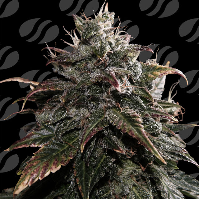 Original Sensible Sticker Pack - PAPAYA STANK (5)