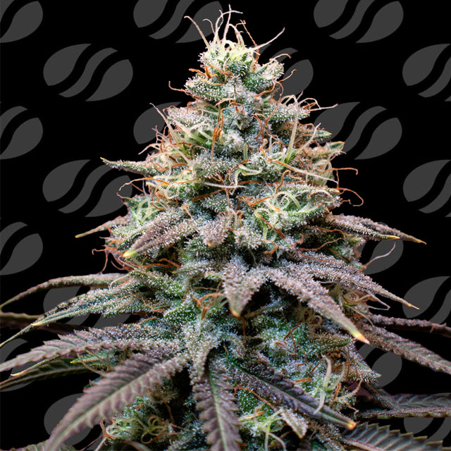 Original Sensible Sticker Pack - FUMEPOP AUTO (5)