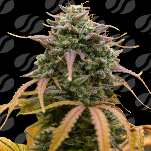 Original Sensible Sticker Pack - PINEAPPLE PULSE AUTO (5)