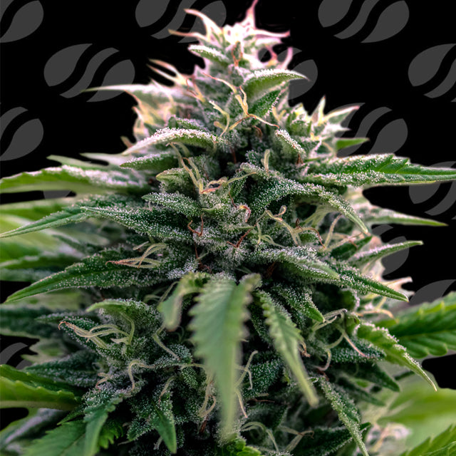 Original Sensible Sticker Pack - CREAMZILLA AUTO (5)
