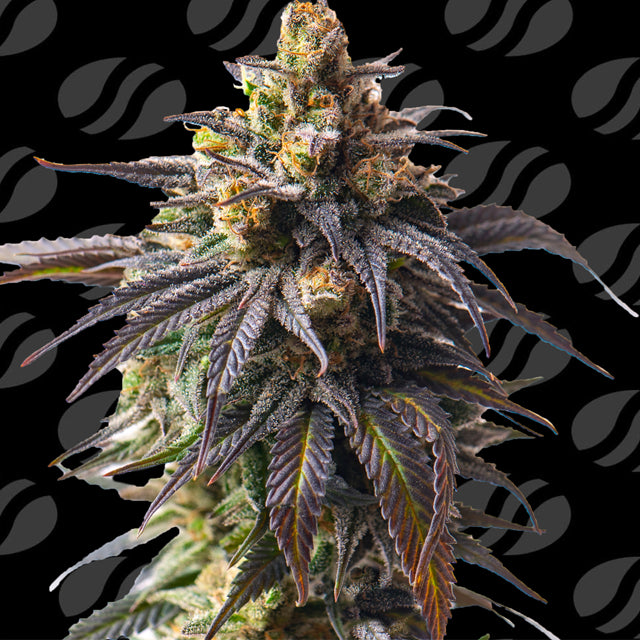 Original Sensible Sticker Pack - VELVET DRIP AUTO (5)