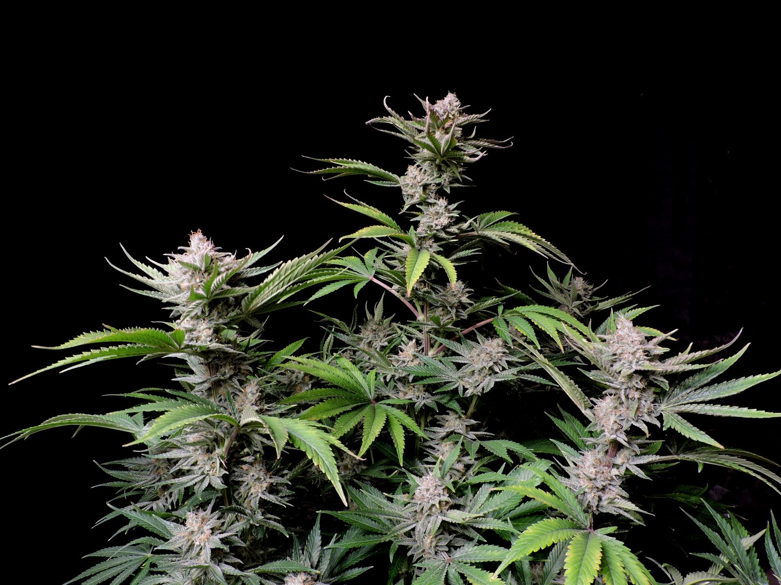 Fast Buds Company Sticker Pack - CHERRY COLA AUTO (3)