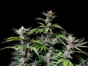 Fast Buds Company Sticker Pack - CHERRY COLA AUTO (3)