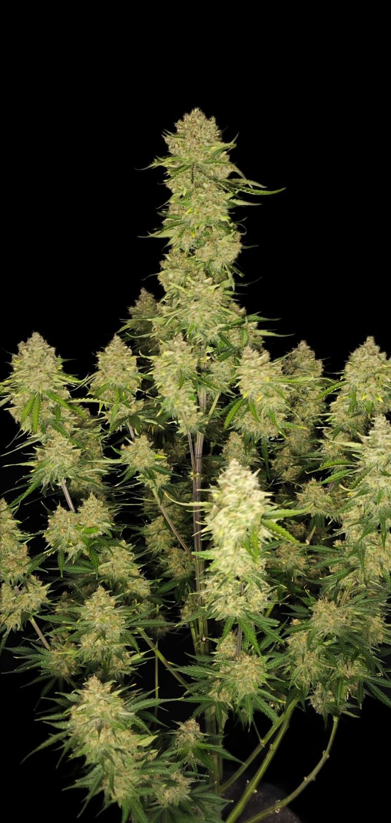 Fast Buds Company Sticker Pack - GUAVA AUTO (3)
