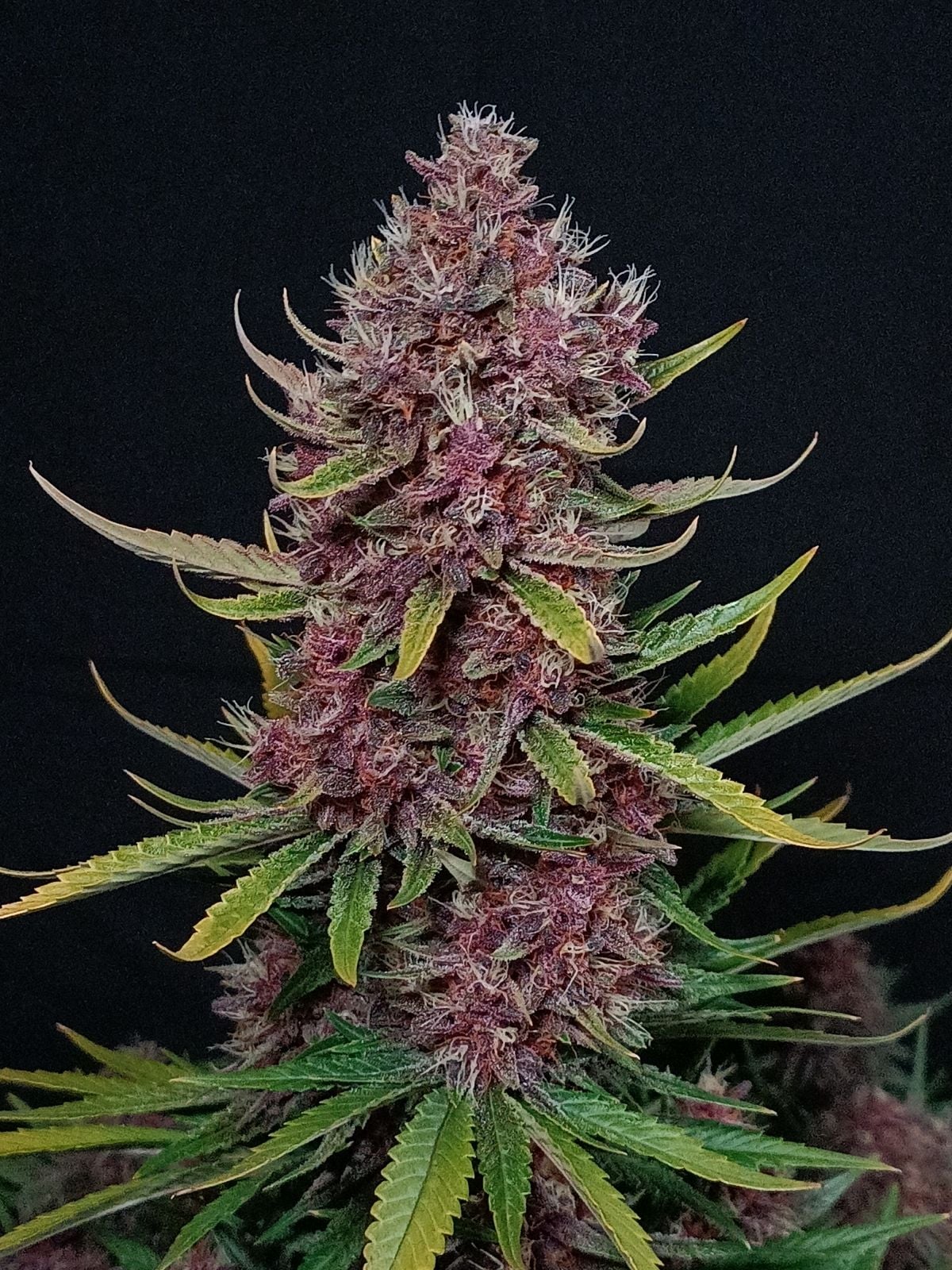 Fast Buds Company Sticker Pack - ZTRAWBERRIEZ AUTO (3)