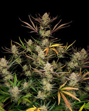 Fast Buds Company Sticker Pack - APPLE STRUDEL AUTO (3)
