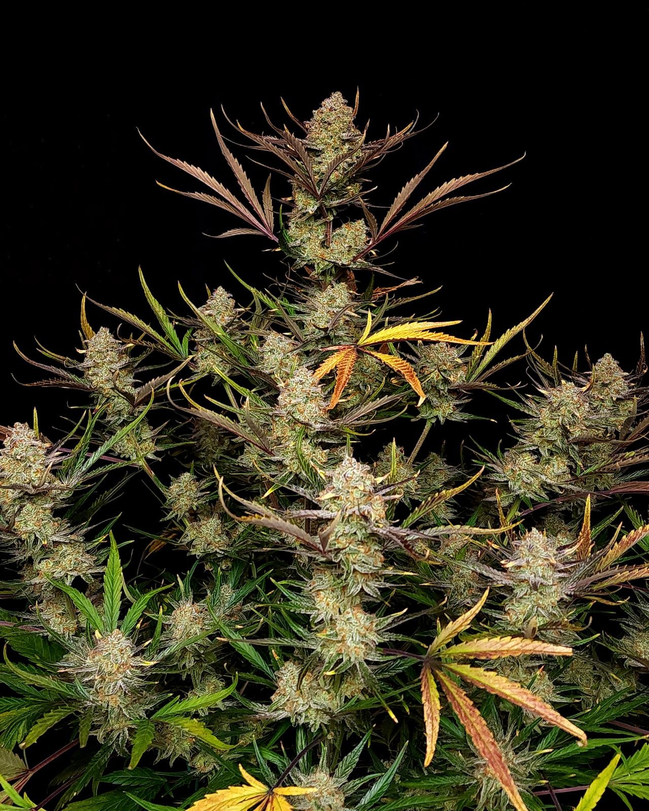 Fast Buds Company Sticker Pack - APPLE STRUDEL AUTO (3)