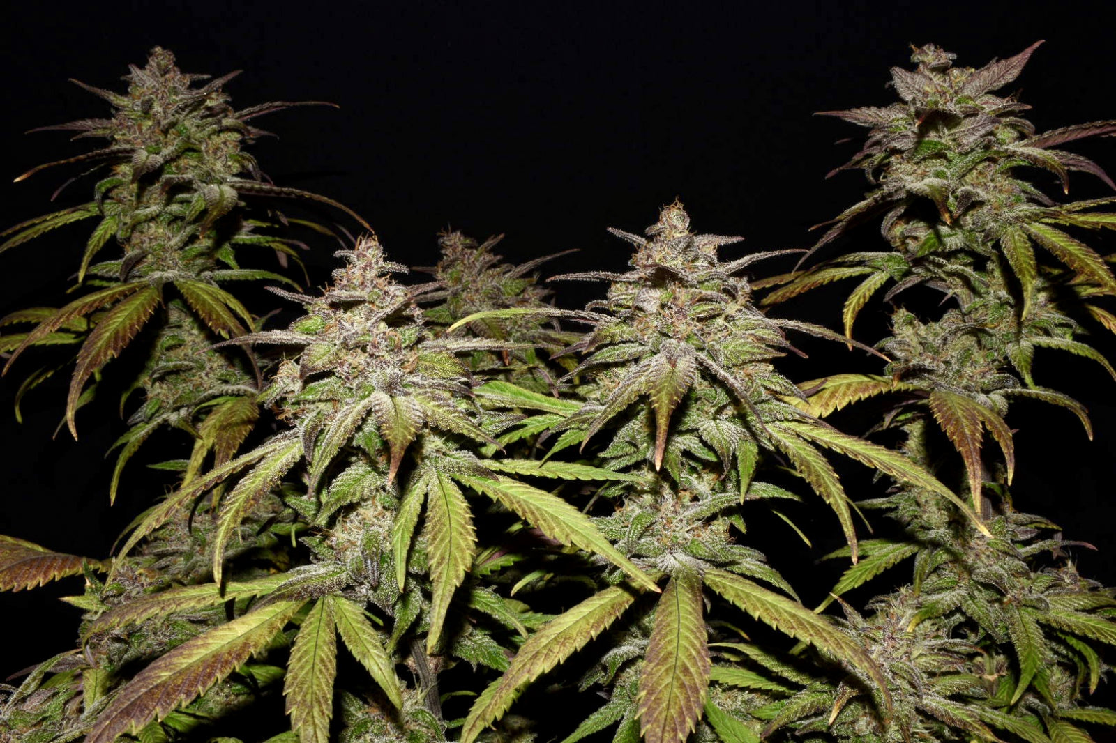 Fast Buds Company Sticker Pack - SMOOTHIE AUTO (3)