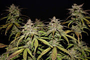Fast Buds Company Sticker Pack - SMOOTHIE AUTO (3)