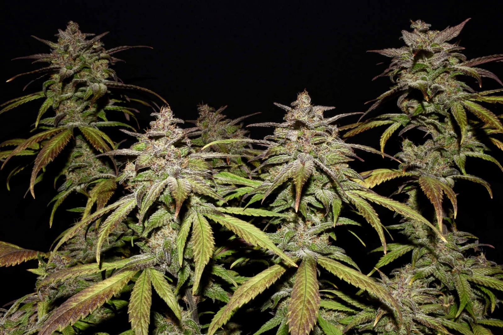 Fast Buds Company Sticker Pack - SMOOTHIE AUTO (3)